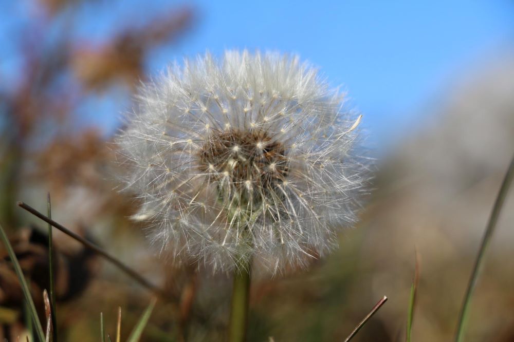 Pusteblume