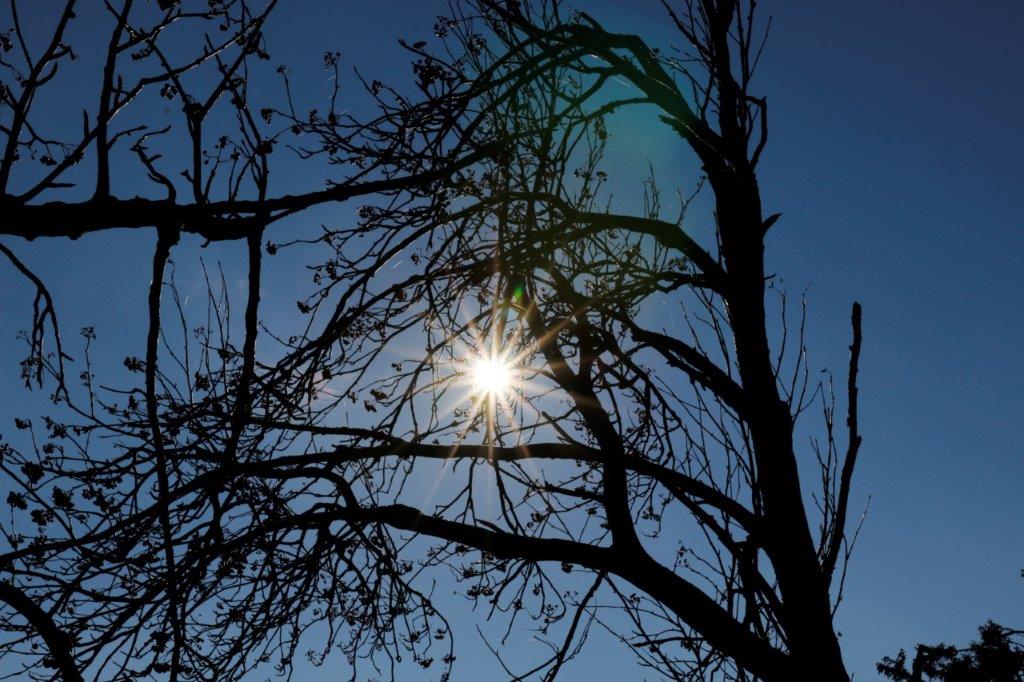 baum sonne